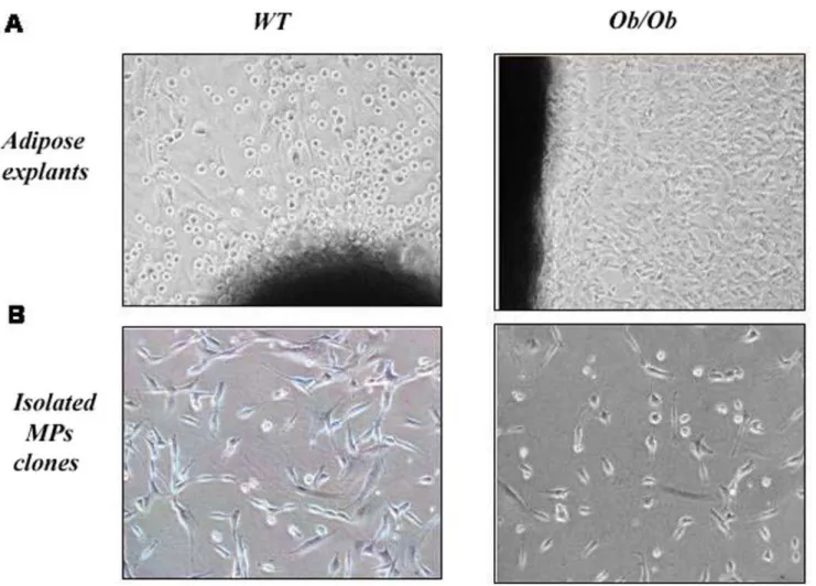 Table 1. Number of MP clones isolated from the different tissues of C57 or ob/ob mice using three different techniques.