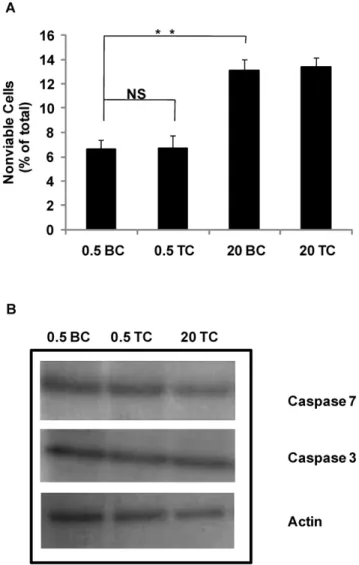 Figure 2. Preparation of DH01 cells under transplant condi- condi-tions does not induce cell death