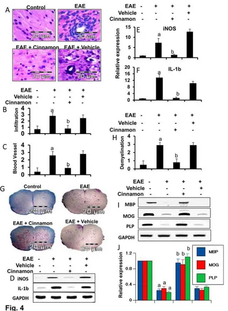 Figure 4. Oral administration of ground Cinnamon suppresses the infiltration of mononuclear cells and inhibits demyelination in the spinal cord of EAE in female PLP-TCR Tg mice