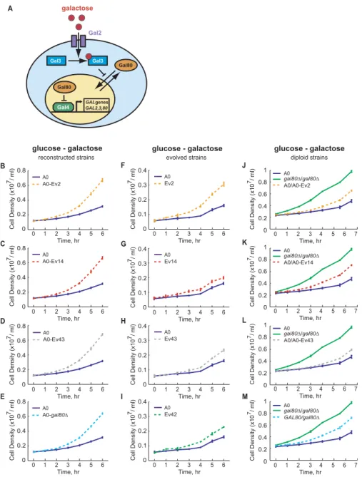 Figure 5. Transformation of gal80 Mutations into the Ancestral GAL80 Reconstructs the Adaptive Phenotype