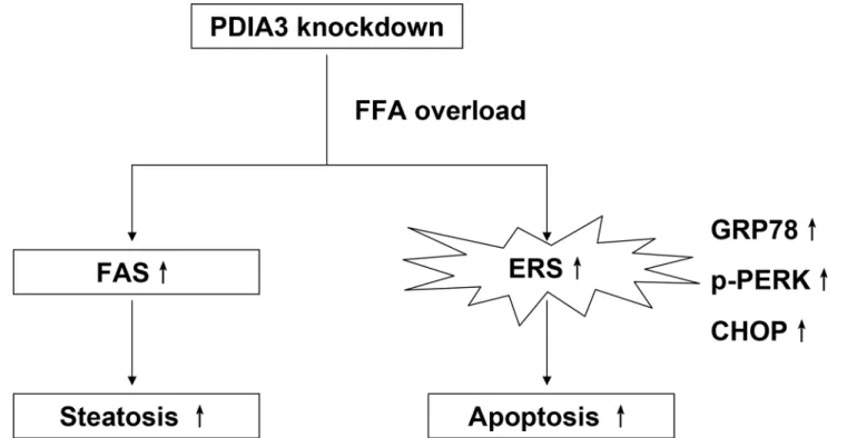 Fig 7. The schematic diagram illustrating the potential role of PDIA3 in the FFA-induced hepatocyte steatosis and apoptosis in L02 cells.