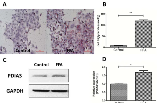 Fig 1. The expression level of PDIA3 was increased in fat loaded cell models of NAFLD