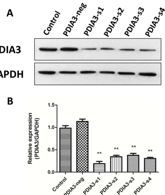 Fig 2. PDIA3 siRNA interference effect. (A) PDIA3 siRNA markedly reduces the PDIA3 protein level in L02 cells
