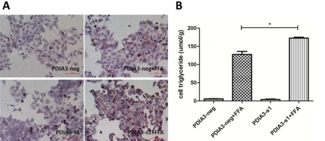 Fig 3. PDIA3 siRNA exacerbates hepatocellular steatosis in L02 cells. (A) Oil red O staining of cells treats with or without FFA after transfection of PDIA3-s1 or PDIA3-neg