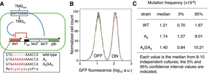 Figure 1. Novel system to study the consequences of error-prone transcription sequences