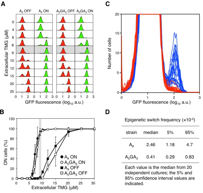 Figure 3. The error-prone A 9 run in the lacI transcript increases stochastic phenotypic switching