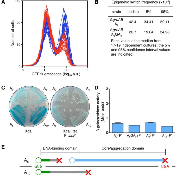 Figure 5. Transcription errors, not translational frameshifting, at the lacI A 9 sequence influences stochastic switching