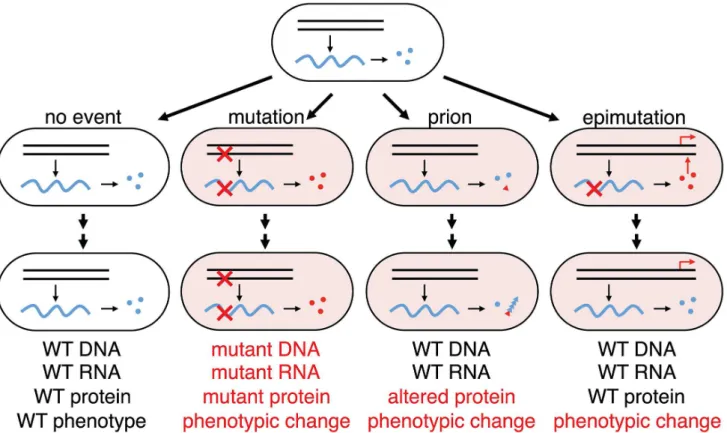Figure 6. Phenotypic consequences from errors in information transfer in a cellular lineage