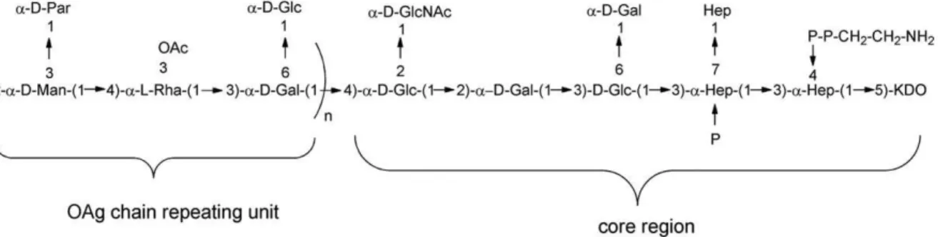 Figure 1. Structure of S . Paratyphi A O-antigen chain linked to the core region [22;23].