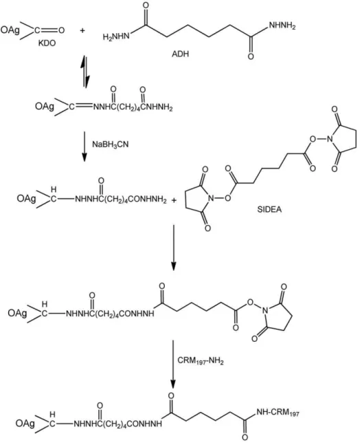 Figure 2. O:2-ADH-SIDEA-CRM 197 conjugation scheme. Same reaction was also performed with the shorter linker CDH instead of ADH.