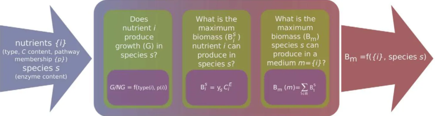 Figure 1. Schematic representation of the development of a model for maximum biomass production in complex media of microbial organisms