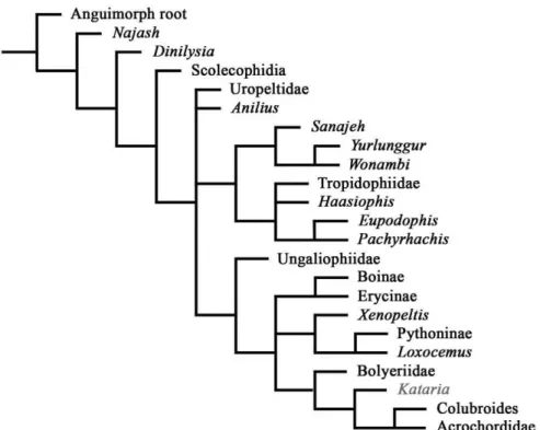 Figure 5. Strict consensus tree resulted from the constrained analysis.