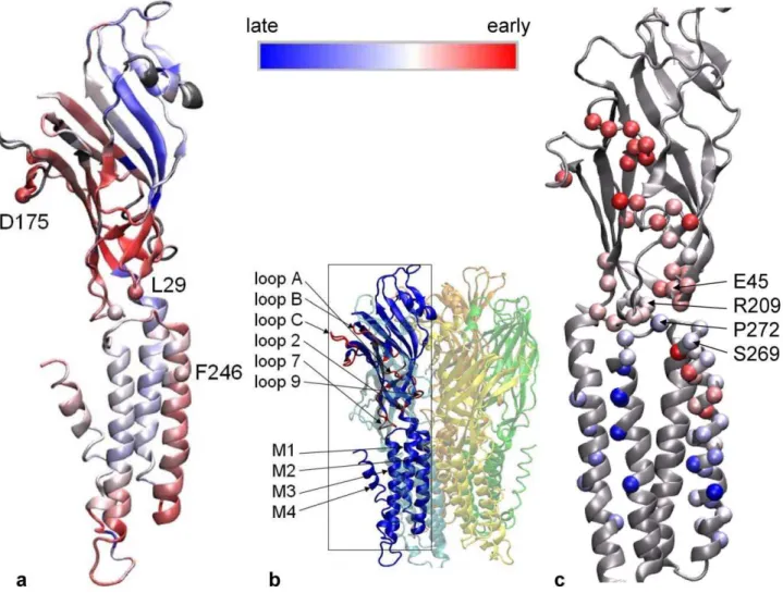 Figure 1. Results of iENM modeling of the gating transition between the closed-channel ELIC structure and the open-channel GLIC structure in comparison with experimental W values of the nAChR a subunit