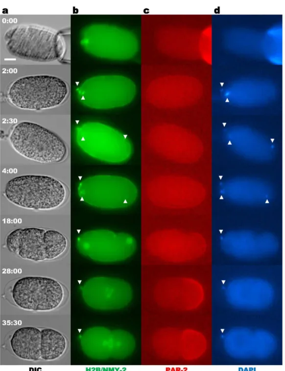 Figure  3.    Injection  of  DAPI  into  a  C.  elegans  embryo.    Embryo  injected  with  0.2  mg/mL  DAPI  (N  =  6)