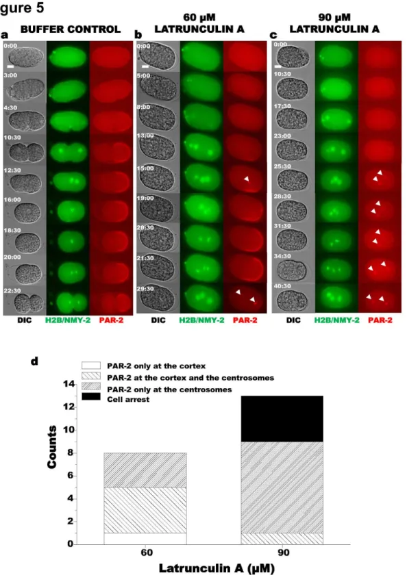 Figure  5.    Effect  of  Latrunculin  A  concentration  on  PAR-2  localization.    (a)  Control  with  injection  buffer  containing  3.75%