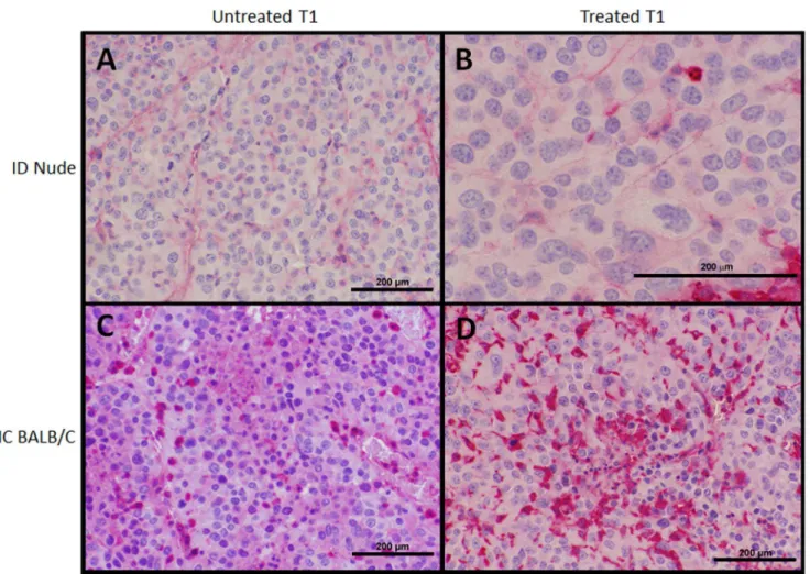 Figure 7. CD3 + Immunohistochemsistry of primary (T1) tumors. CD3 + staining, indicative for T-cell presence, performed for (A,C) untreated and (B,D) treated initial T1 tumors between (A,B) ID nude and (C,D) IC BALB/c mice
