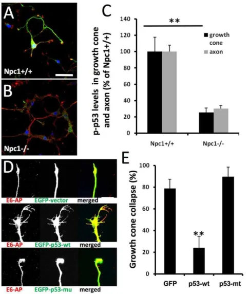 Figure 1. Deregulation of p53 is associated with abnormal axonal development in neurons with genetically- or pharmacologically- pharmacologically-induced cholesterol transport perturbation