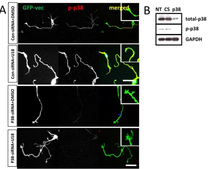 Figure 5. P38 MAPK specific siRNAs reduce U18666A-induced growth cone collapse. A. Hippocampal neurons cultured from wild-type mice were transfected with a set of siRNAs specific for p38 MAPK or control siRNAs and with a GFP vector on DIV3 and treated with