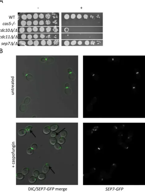 Figure 3. Septins play an integral role in CWR. (A) A wild type marker-matched strain (DAY185), a cas5D/cas5D negative control, a cdc10D/