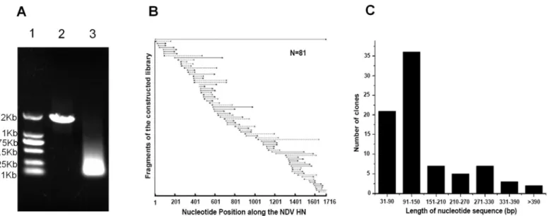 Fig 1. Construction and characterization of combinatorial HN antigen yeast library from genotype VII NDV