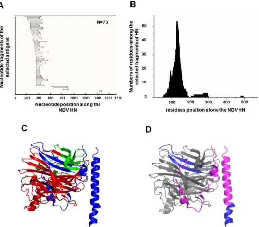 Fig 3. Analyses of linear antigenic regions on the HN protein from genotype VII NDV. 73 clones randomly selected from the sorted yeast library were sequenced