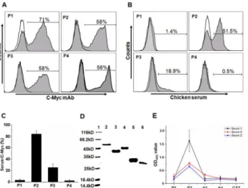 Fig 4. Validation of antigenic domains on the HN protein from genotype VII NDV. P1, P2, P3 and P4 were expressed on the yeast cells or in E