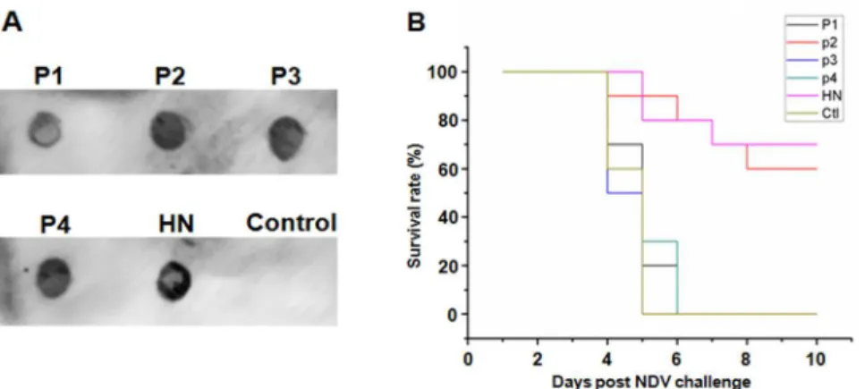 Fig 5. Evaluation of the protection from challenge with NDV in chickens with the antigenic domains.
