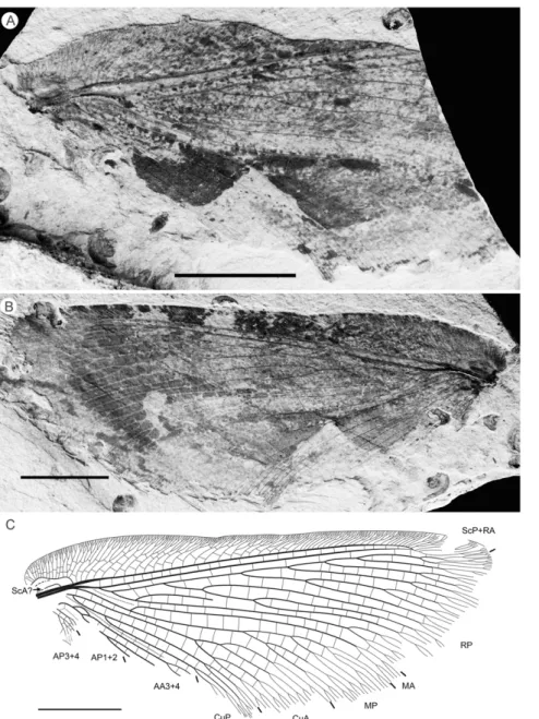 Figure 8. Parakseneura albadelta gen. et sp. nov., holotype CNU-NEU-NN2011015PC. A, part; B, counterpart; C, drawing of the forewing venation