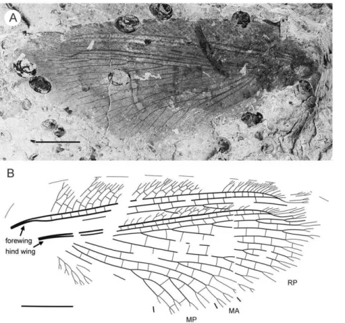 Figure 11. Parakseneura cavomaculata gen. et sp. nov., specimen CNU-NEU-NN2011007. A, photograph; B, drawing of the venation