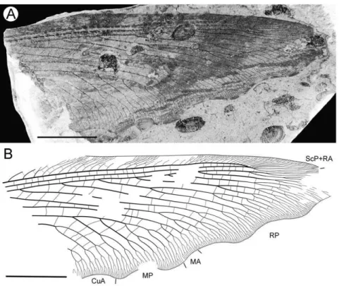Figure 19. Parakseneura sp. indet. D, specimen CNU-NEU-NN2011025. A, photograph; B, drawing of the forewing venation