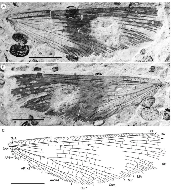 Figure 23. Pseudorapisma jurassicum gen. et sp. nov., paratype CNU-NEU-NN2011006PC. A, photograph of part; B, photograph of counterpart; C, drawing of the hind wing venation