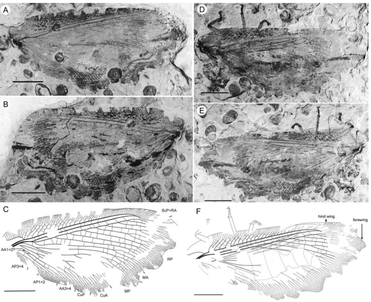 Figure 3. Parakseneura undula gen. et sp. nov., holotype CNU-NEU-NN2011030PC (A–C) and paratype CNU-NEU-NN2011031PC (D–