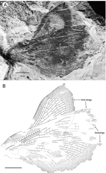 Figure 4. Parakseneura albomacula gen. et sp. nov., holotype CNU-NEU-NN2011029. A, photograph; B, drawing of the specimen as preserved