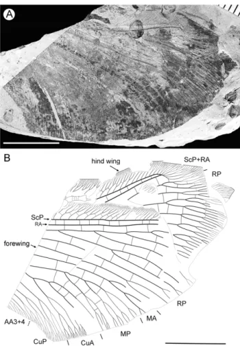 Figure 5. Parakseneura curvivenis gen. et sp. nov., holotype CNU- CNU-NEU-NN2011021. A, photograph; B, drawing of the specimen as preserved