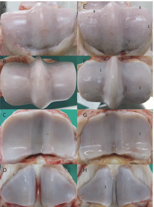 Figure 4. Macroscopic view of the articular cartilage surfaces at week 10 of the sham joints (left) and groove joints (right)