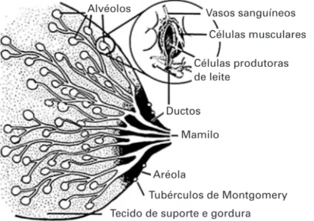 Figura 1 - Anatomia da mama