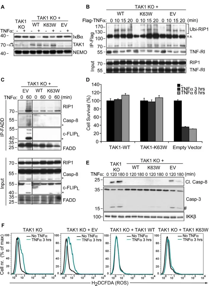 Figure 4. TAK1 blocks TNF a -induced necrosis independently of its kinase activity. (A) TAK1 KO MEFs transfected with a WT or a kinase- kinase-dead mutant (K63W) construct of TAK1 along with untransfected and empty-vector (EV) transfected cells were stimul