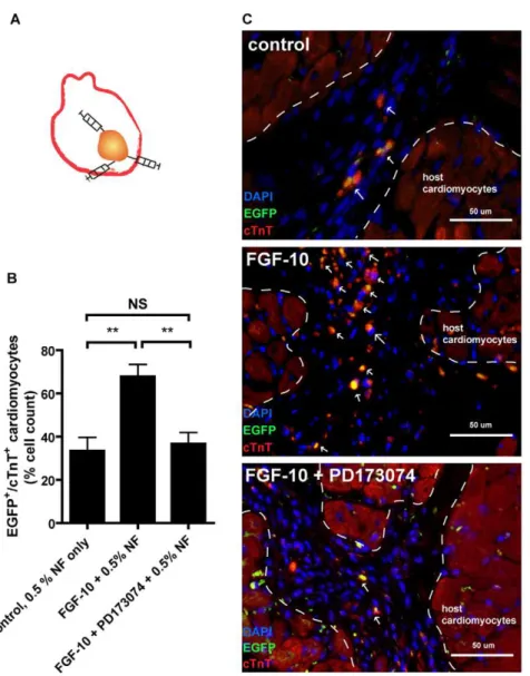 Figure 6. FGF-10 promotes cardiomyocyte differentiation from embryonic stem cells in vivo 
