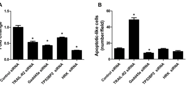 Figure 4. Role of apoptosis-associated genes in transduced DU145 cells. DU145 cells were transfected with TRAIL-R2,Gadd45a,TP53BP2 or HRK siRNA(20 nmol/L) or control siRNA (20 nmol/L) followed by transduction with Ad-G-AT2R-EGFP (100 ifu/cell) for 2 d
