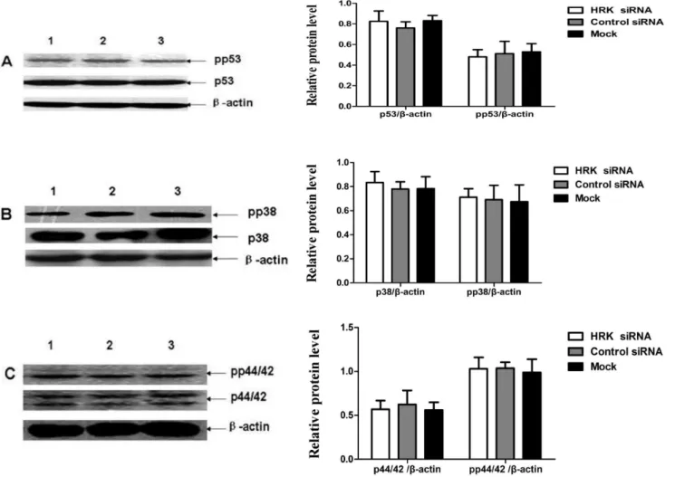 Figure 7. Downregulation of HRK didn’t change the activity of p38 MAPK, p44/42 MAPK and p53 in transduced PC-3 cells