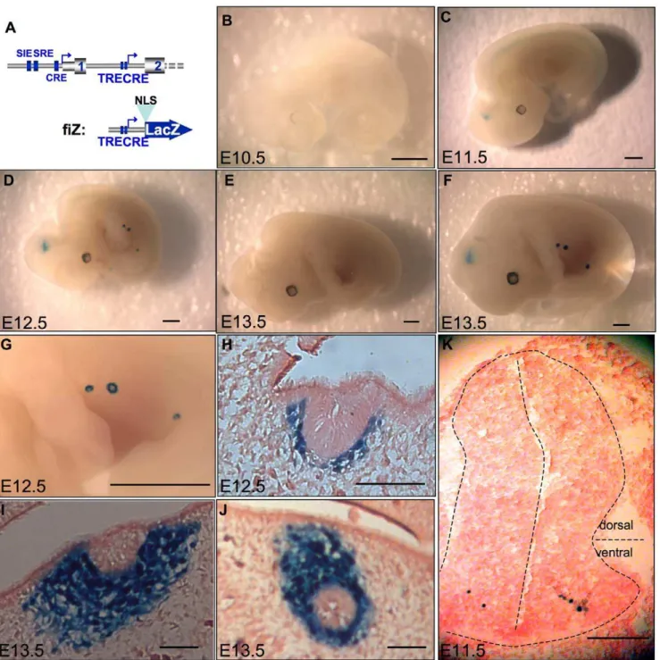 Figure 4. Transgenic analysis of the putative promoter shows expression restricted to the spinal cord and mammary bud of mouse embryos