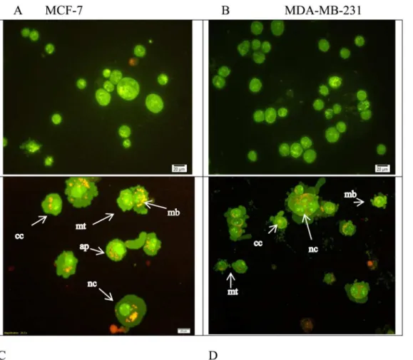 Fig 7 shows the fold change of the gene expression in MCF-7 and MDA-MB-231 cells treated with CE