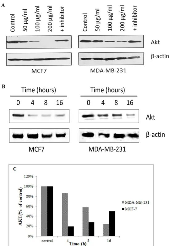 Fig 8. The effect of CE on AKT1 protein expression in MCF-7 and MDA-MB-231 cells using Western blot analysis