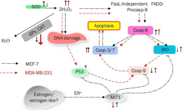 Fig 10 summarizes the mechanism of CE-induced apoptotic cell death in MCF-7 and MDA-MB-231 cells.