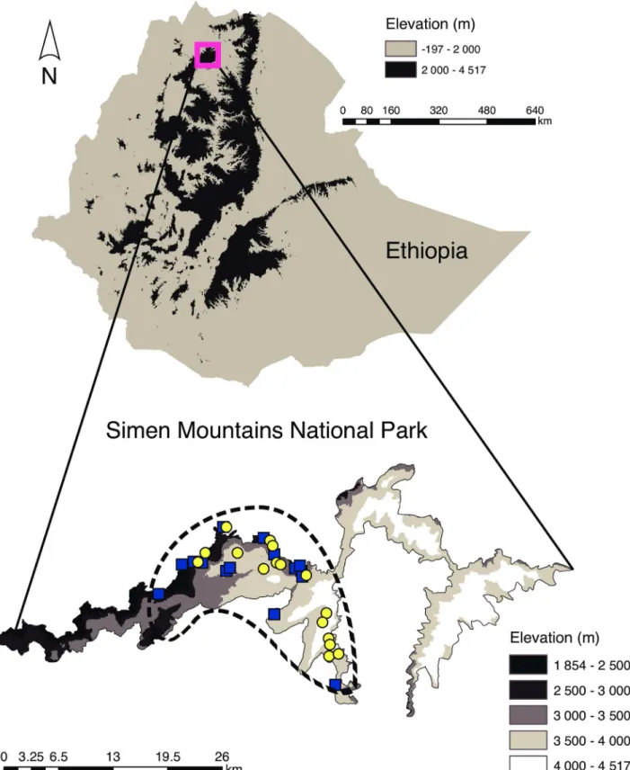 Fig 1. Map of Ethiopia and the Simen Mountains National Park. Collection sites of the individual samples are shown (yellow circles: