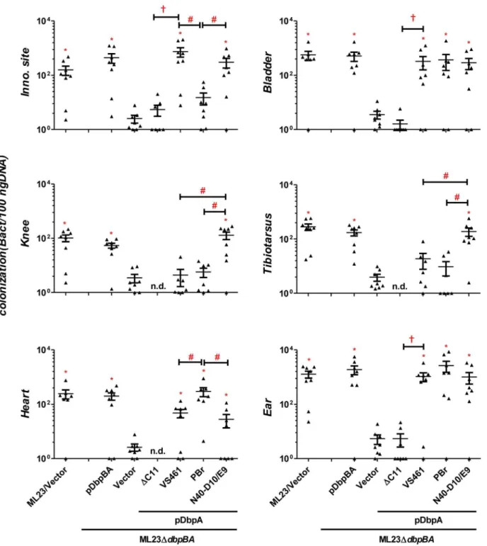 Figure 4. Differences in tissue tropism promoted by DbpA variants are not a function of an adaptive immune response