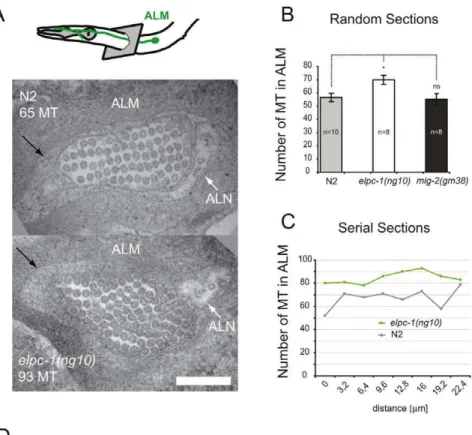 Figure 8. Microtubule structure and proteasome inhibition; model. (A) TEM micrograph depicting cross-sections of wt and elpc-1(ng10) ALM anterior neuronal process