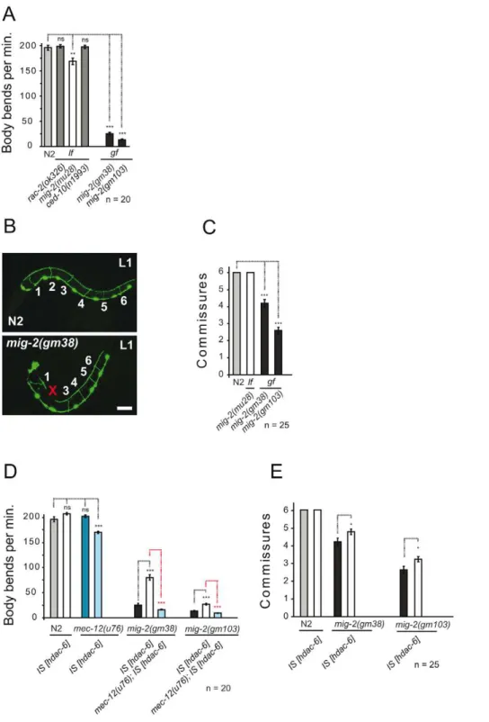 Figure 1. Phenotypes of mig-2(gf) are suppressed by overexpression of HDAC-6. (A) Movement is expressed as body bends per minute of adult wt (N2) and different alleles of different Rac GTPases