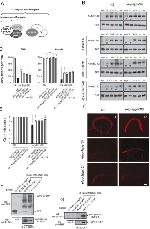 Figure 2. The elongator is required for acetylation of MEC-12/ a -tubulin. (A) C. elegans elongator based on sequence comparison