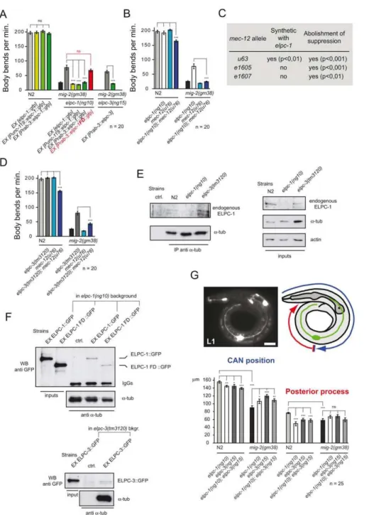 Figure 3. The elongator interacts genetically and physically with mec-12/ a -tubulin and is required for correct neuronal morphology.